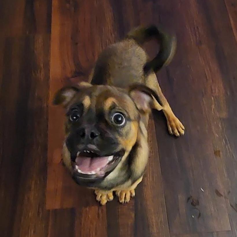 Enlarge Maggie, a Adoptable mixed breed in Grapevine, TX image 3/5