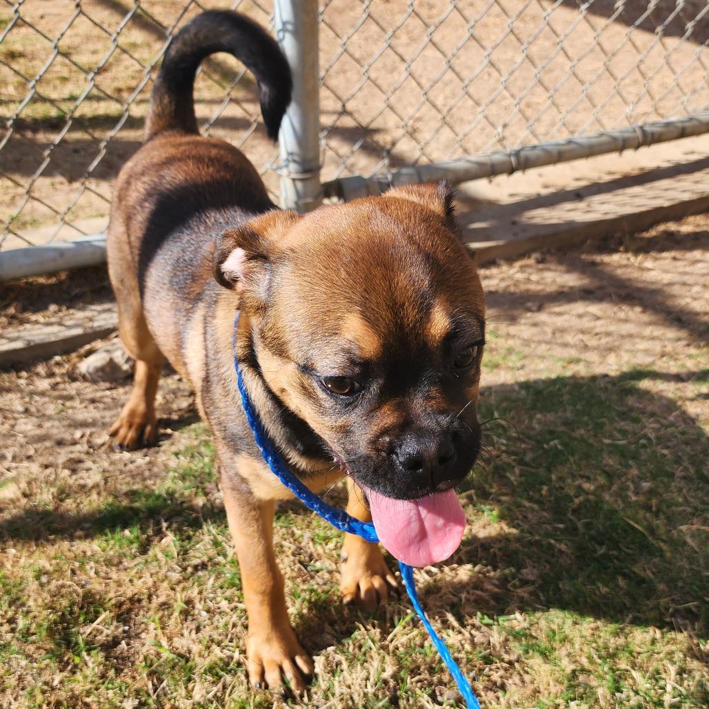 Enlarge Maggie, a Adoptable mixed breed in Grapevine, TX image 4/5
