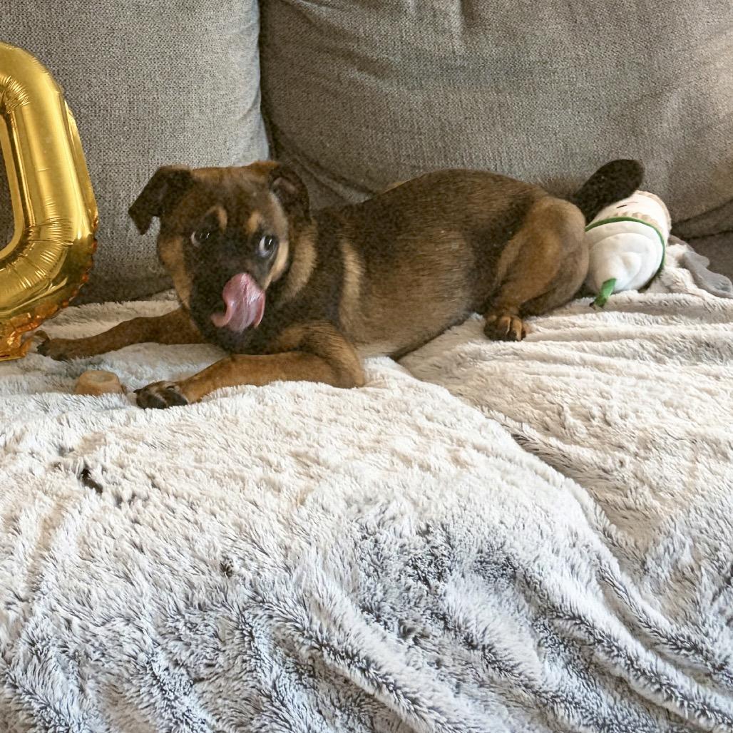 Enlarge Maggie, a Adoptable mixed breed in Grapevine, TX image 5/5