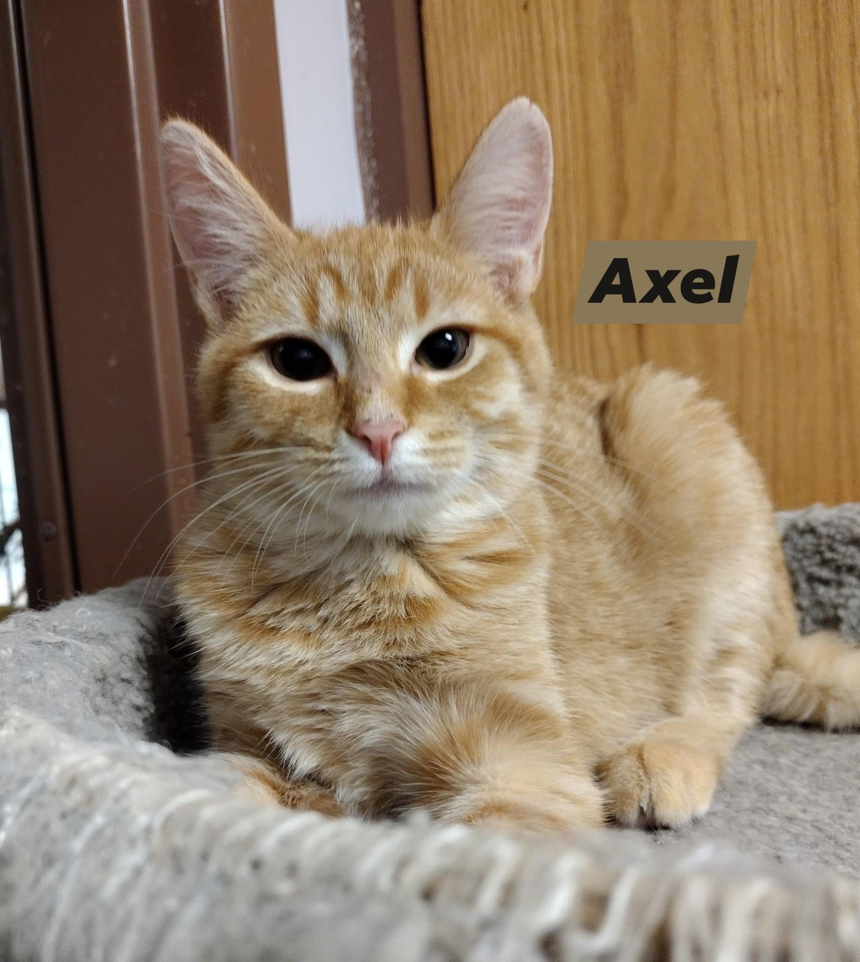 Enlarge Axel, a Adoptable Domestic Short Hair in Monroe, OH image 1/1