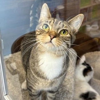 Belle, adoptable, Kitten Female Domestic Short Hair.