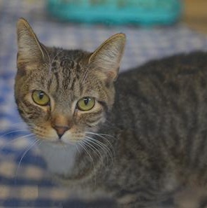 Enlarge Belle, an adoptable mixed breed in Rapid City, SD image 2/3