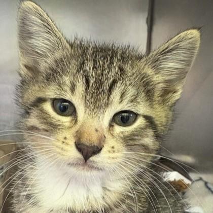 Enlarge Belle, an adoptable mixed breed in Rapid City, SD image 3/3