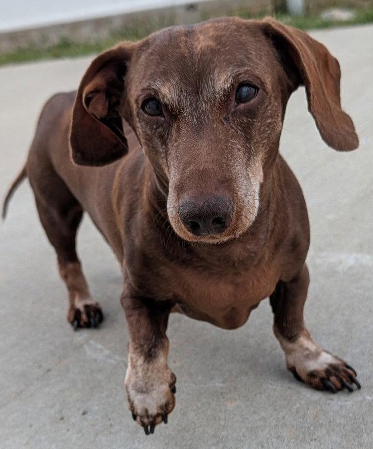 Enlarge Cooper in NY, a Adoptable Dachshund in Buffalo, NY image 3/5