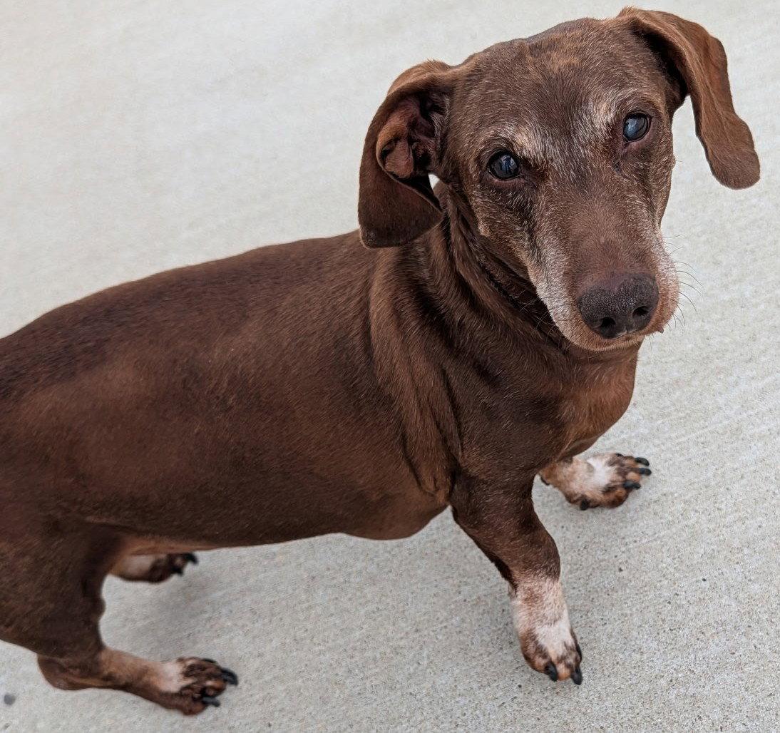 Enlarge Cooper in NY, a Adoptable Dachshund in Buffalo, NY image 5/5