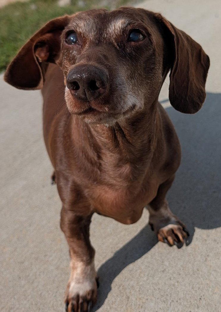 Enlarge Cooper in NY, a Adoptable Dachshund in Buffalo, NY image 2/5