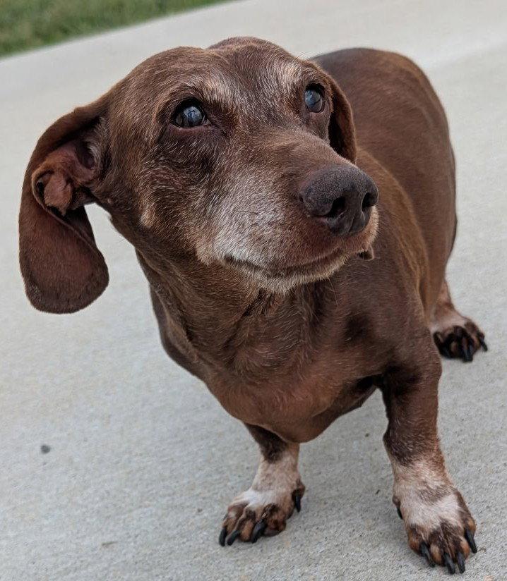 Enlarge Cooper in NY, a Adoptable Dachshund in Buffalo, NY image 4/5