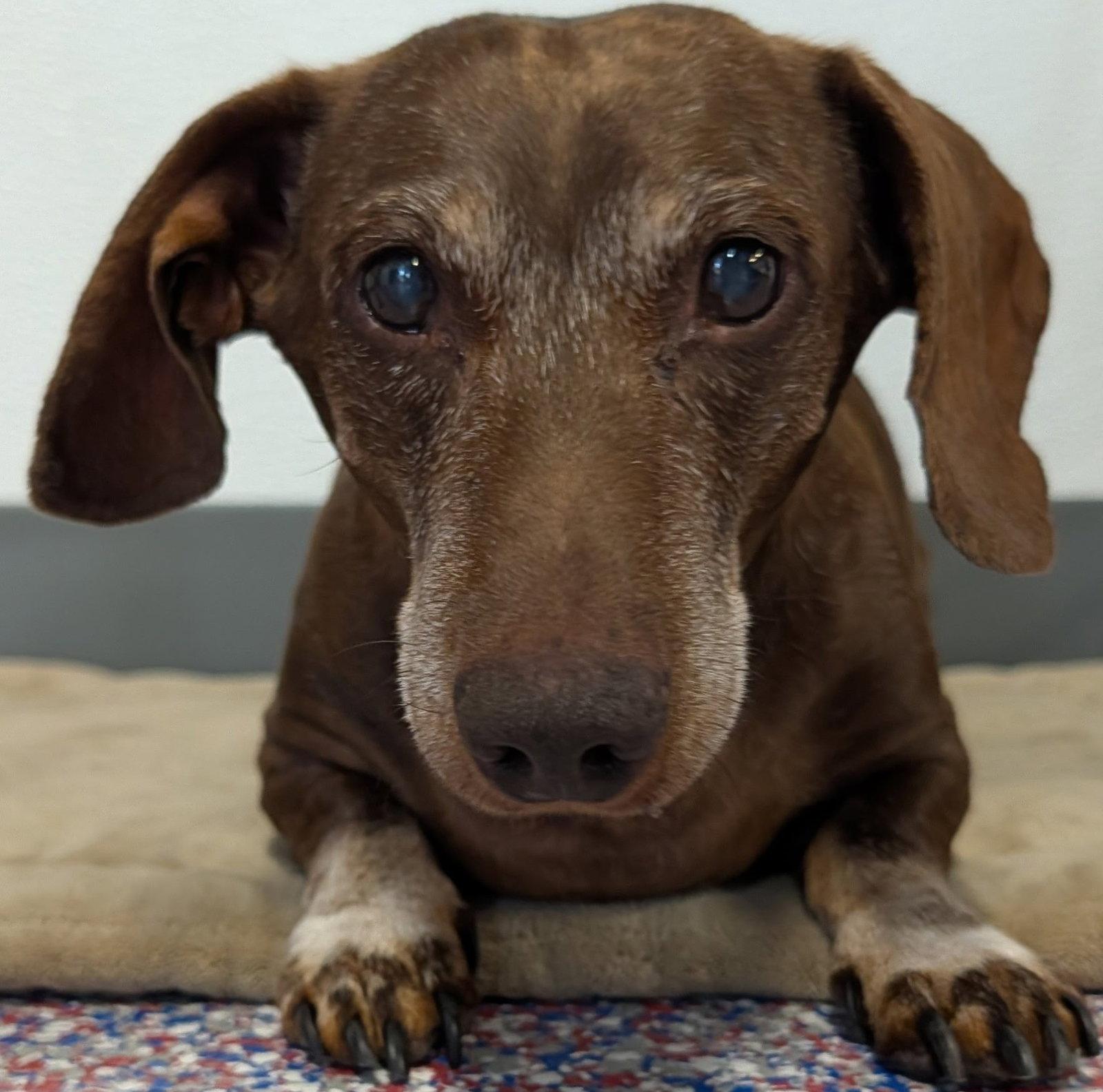 Cooper in NY, Adoptable, Senior Male Dachshund.