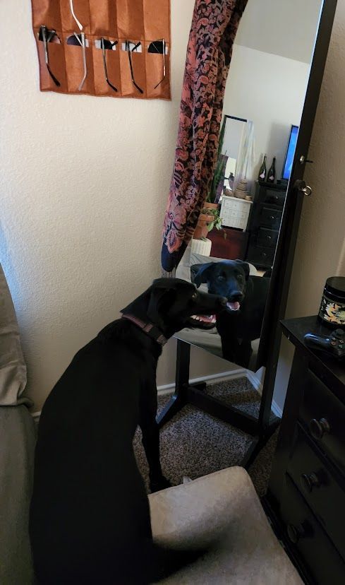 Pua, Adopted, Young Female Labrador Retriever & Mixed Breed.