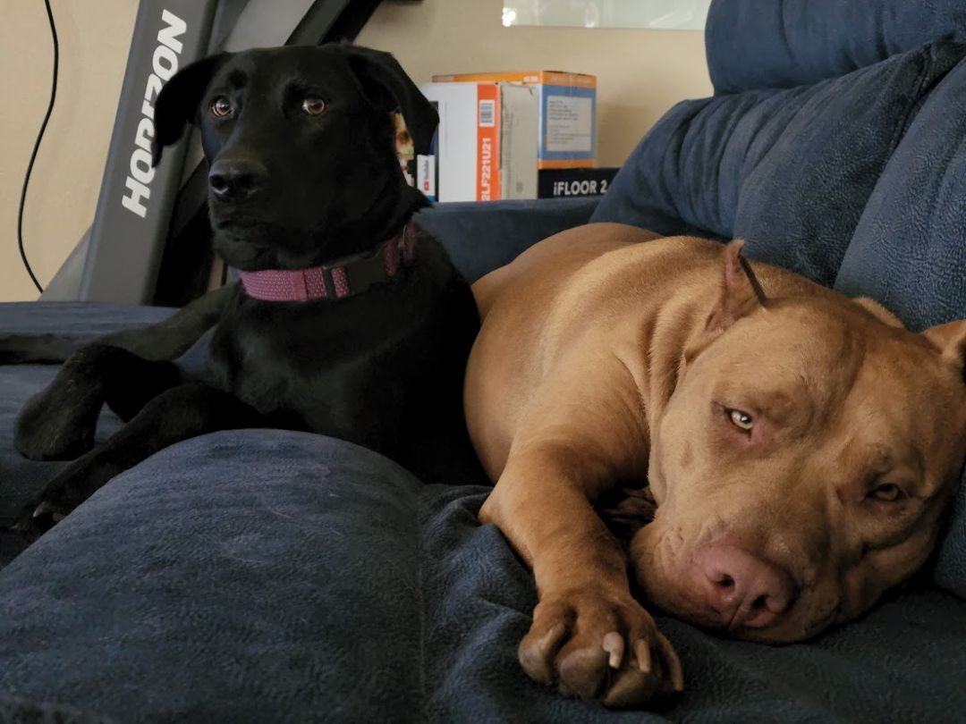 Enlarge Pua, a Adopted mixed breed in Converse, TX image 2/10