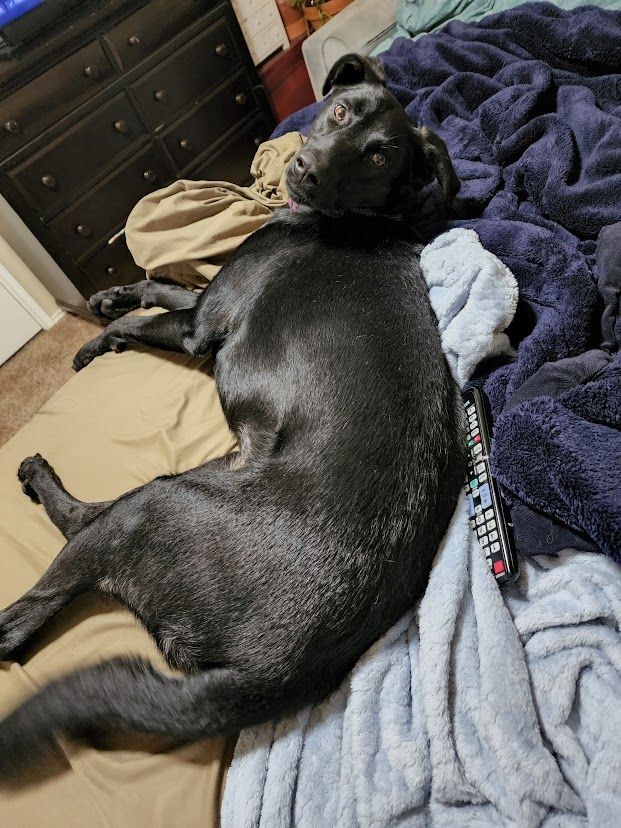 Enlarge Pua, a Adopted mixed breed in Converse, TX image 3/10