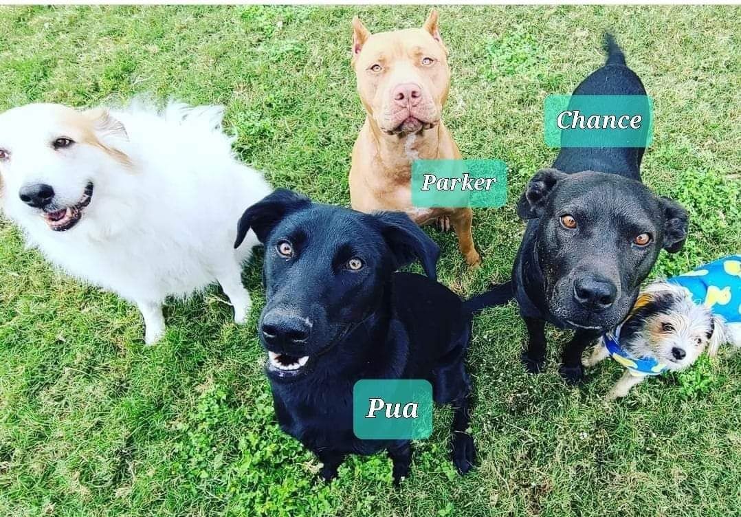 Enlarge Pua, a Adopted mixed breed in Converse, TX image 4/10