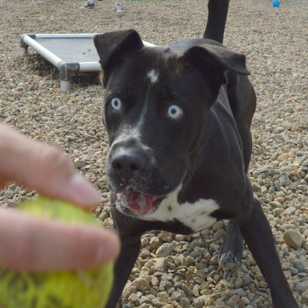 Iris, Adoptable, Adult Female Pit Bull Terrier.