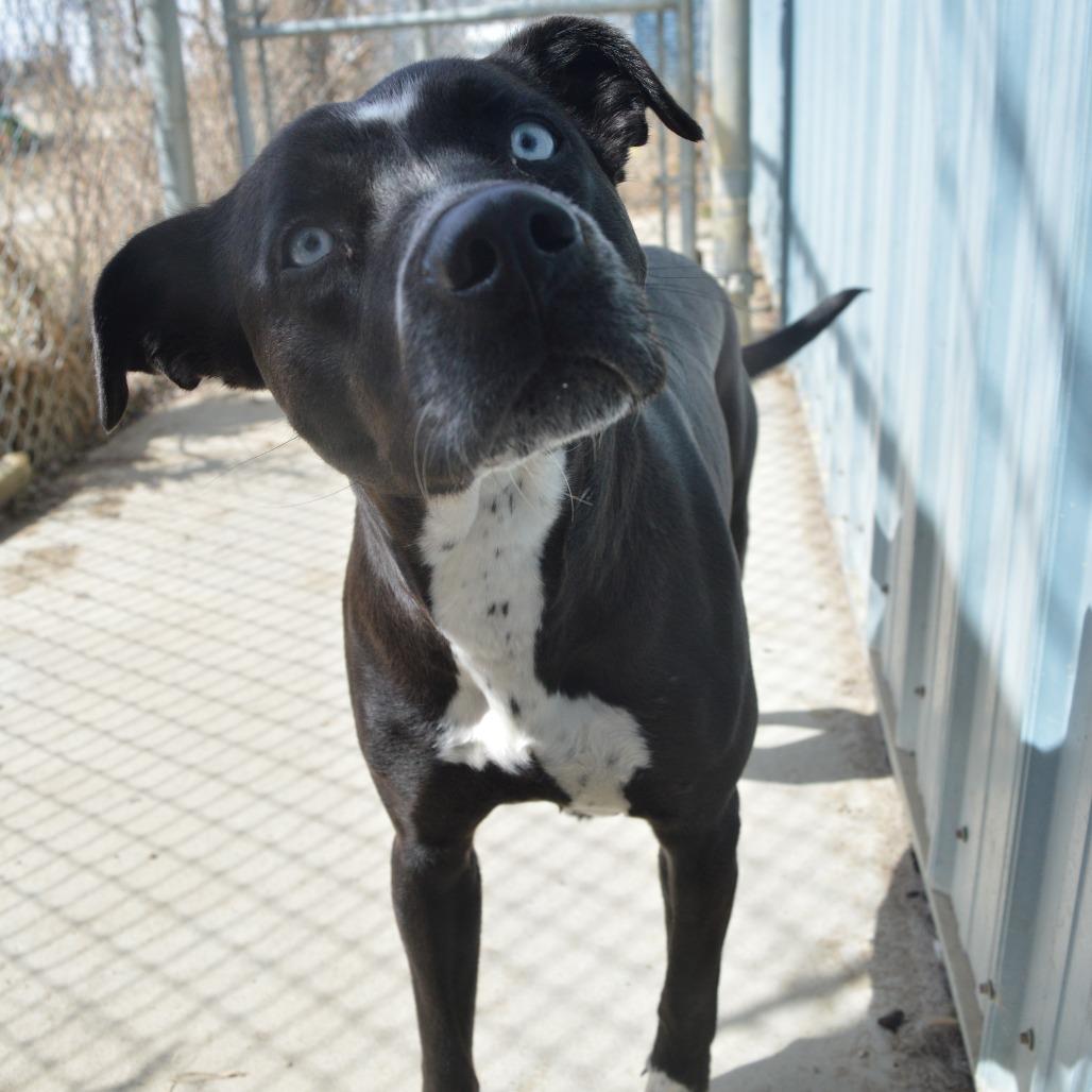 Enlarge Iris, a Adoptable Pit Bull Terrier in North Battleford, SK image 2/6