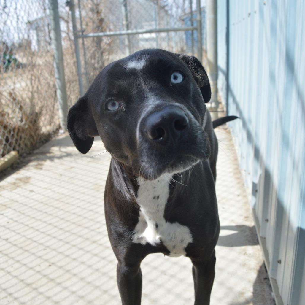 Enlarge Iris, a Adoptable Pit Bull Terrier in North Battleford, SK image 3/6