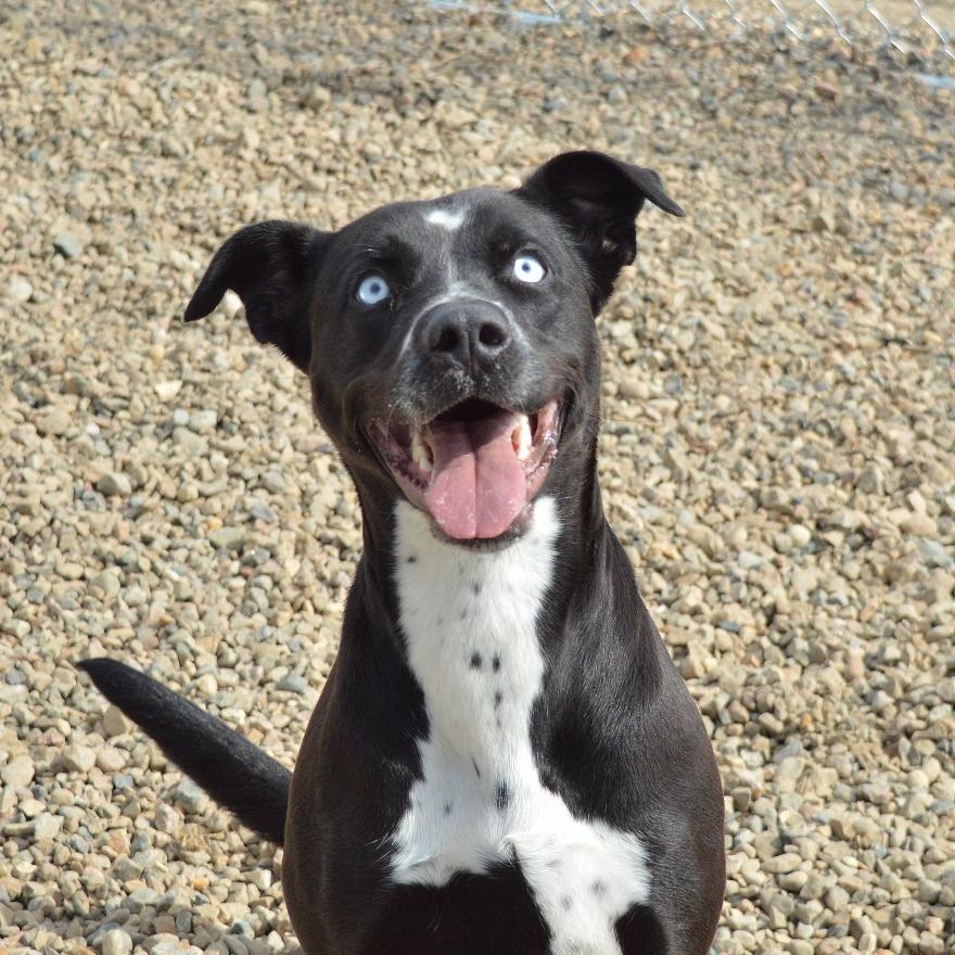 Enlarge Iris, a Adoptable Pit Bull Terrier in North Battleford, SK image 4/6