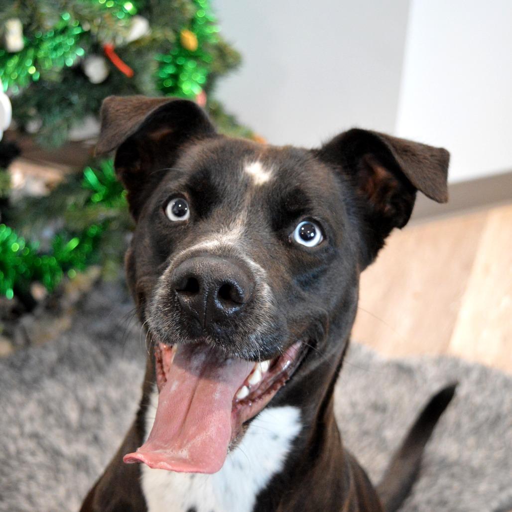 Enlarge Iris, a Adoptable Pit Bull Terrier in North Battleford, SK image 6/6