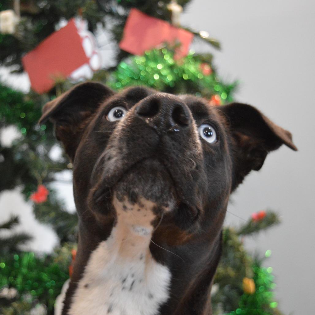 Iris, a Adoptable Pit Bull Terrier in North Battleford, SK image 5/6