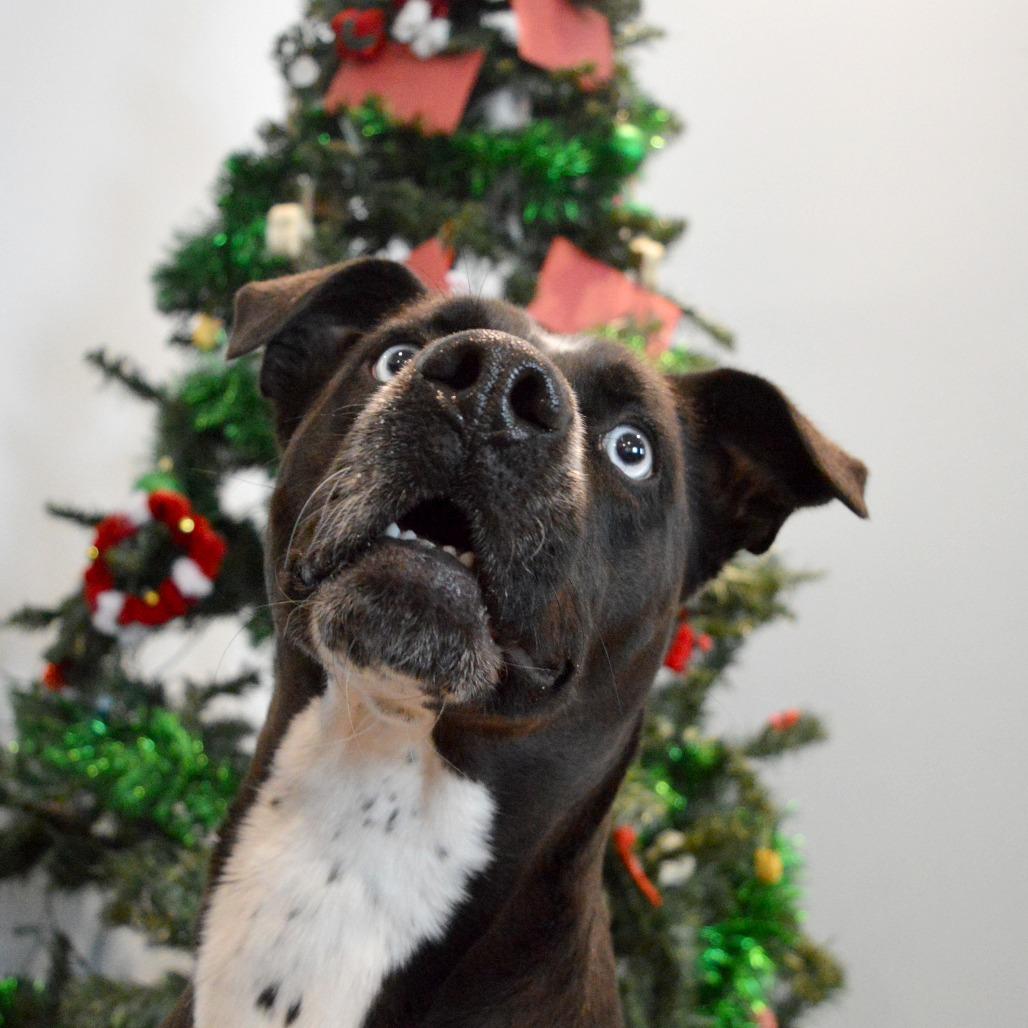 Iris, a Adoptable Pit Bull Terrier in North Battleford, SK image 6/6