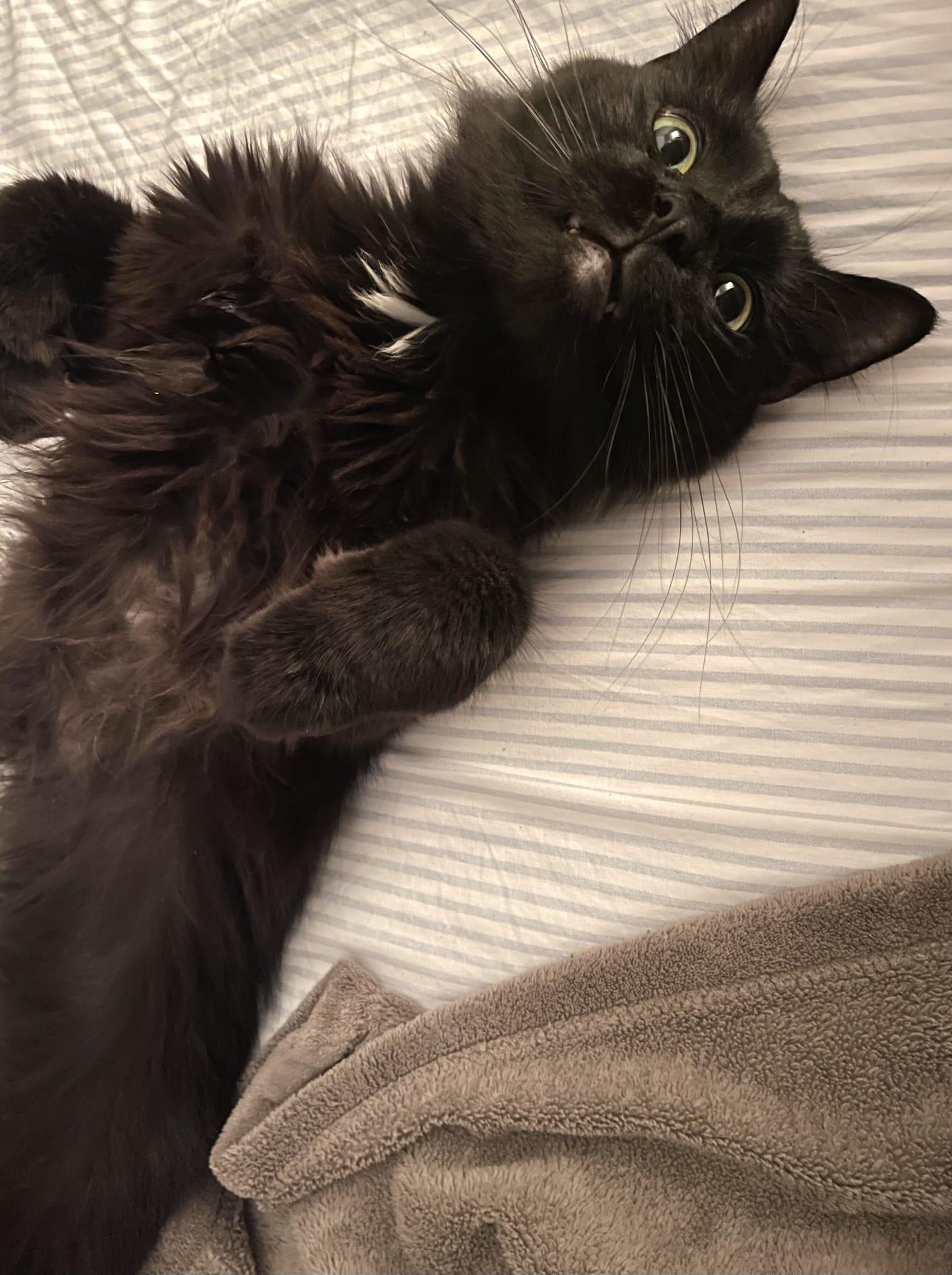 Enlarge Winston, a Adopted Domestic Long Hair in Cambridge, ON image 3/3