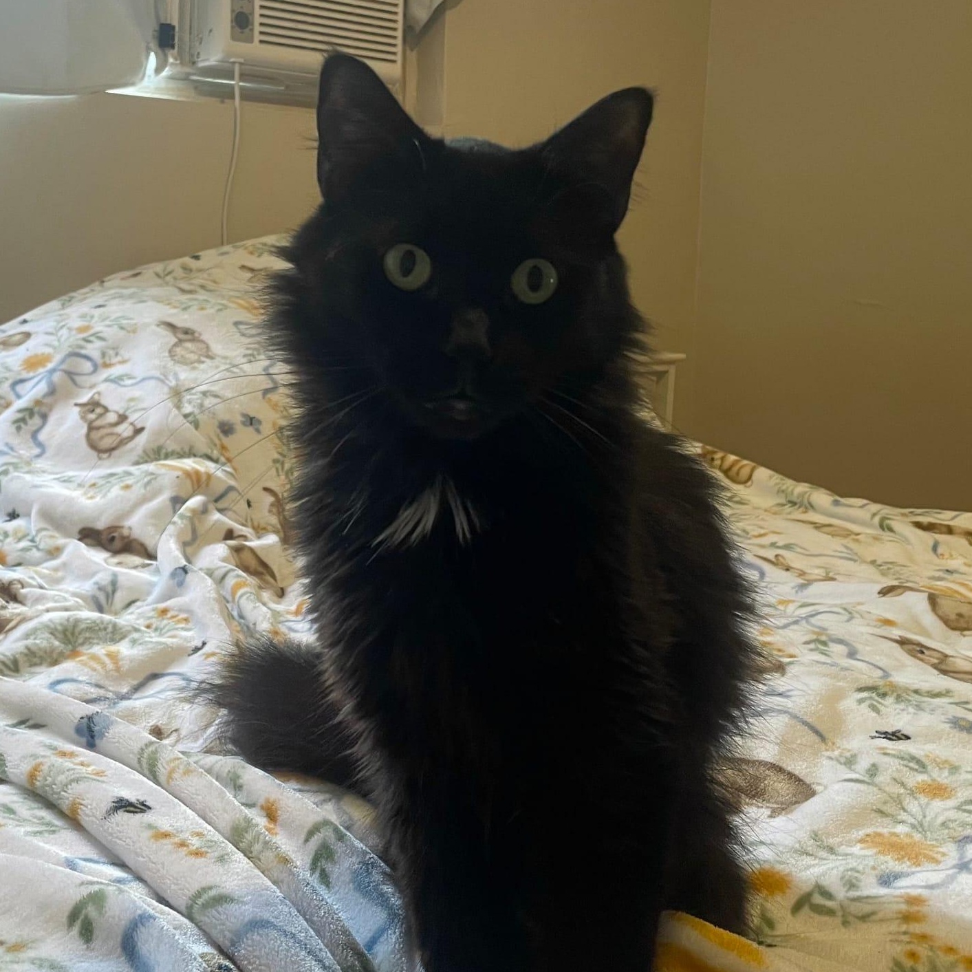 Winston, Adopted, Adult Male Domestic Long Hair.