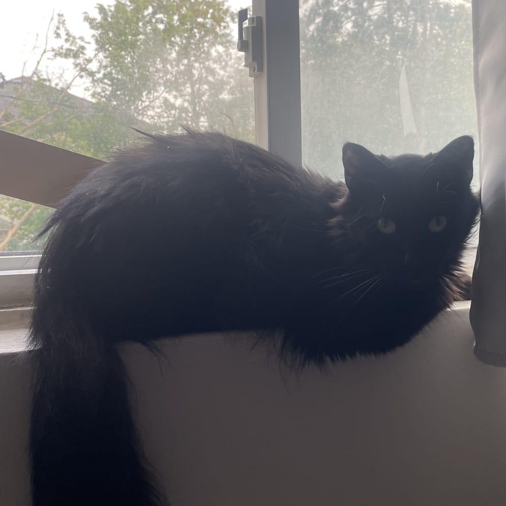 Enlarge Winston, a Adopted Domestic Long Hair in Cambridge, ON image 2/3