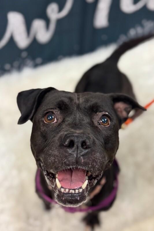 Noella, a Adoptable Mixed Breed in Miamitown, OH image 2/4