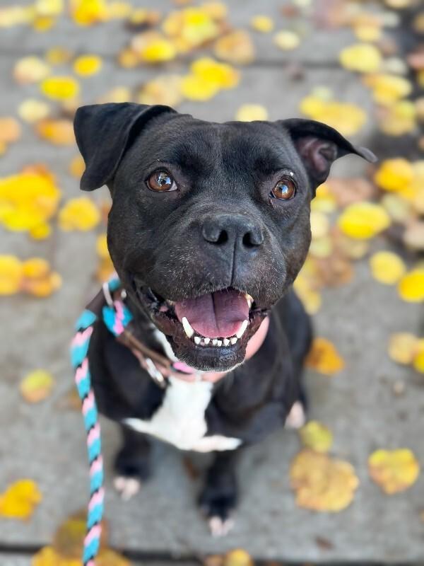 Noella, a Adoptable Mixed Breed in Miamitown, OH image 1/4