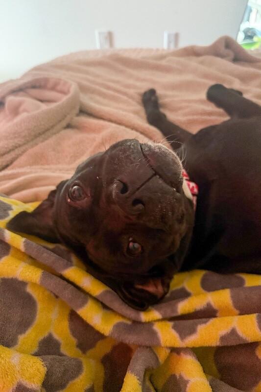 Noella, a Adoptable Mixed Breed in Miamitown, OH image 4/4