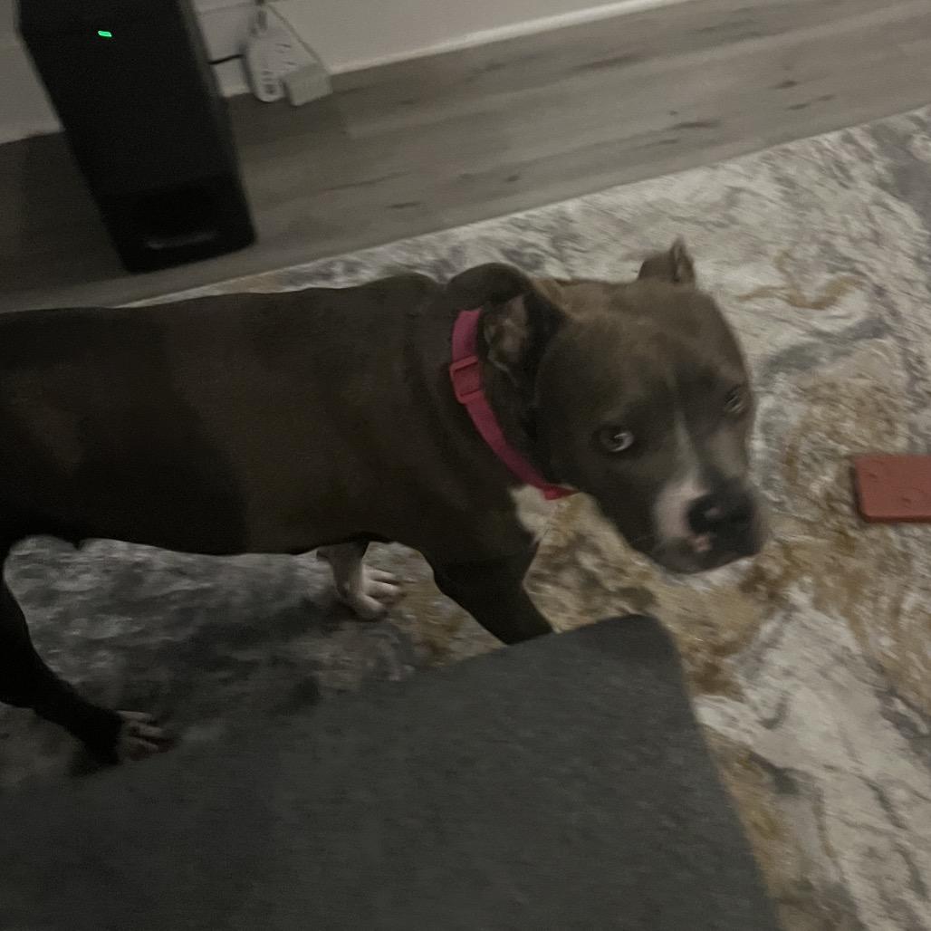 Flower @ Foster, Adoptable, Young Female Mixed Breed.