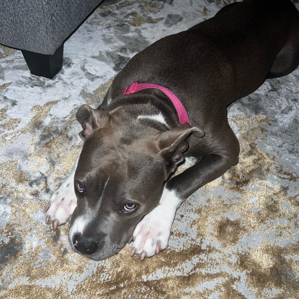 Enlarge Flower @ Foster, a Adoptable Mixed Breed in Summerville, SC image 2/4