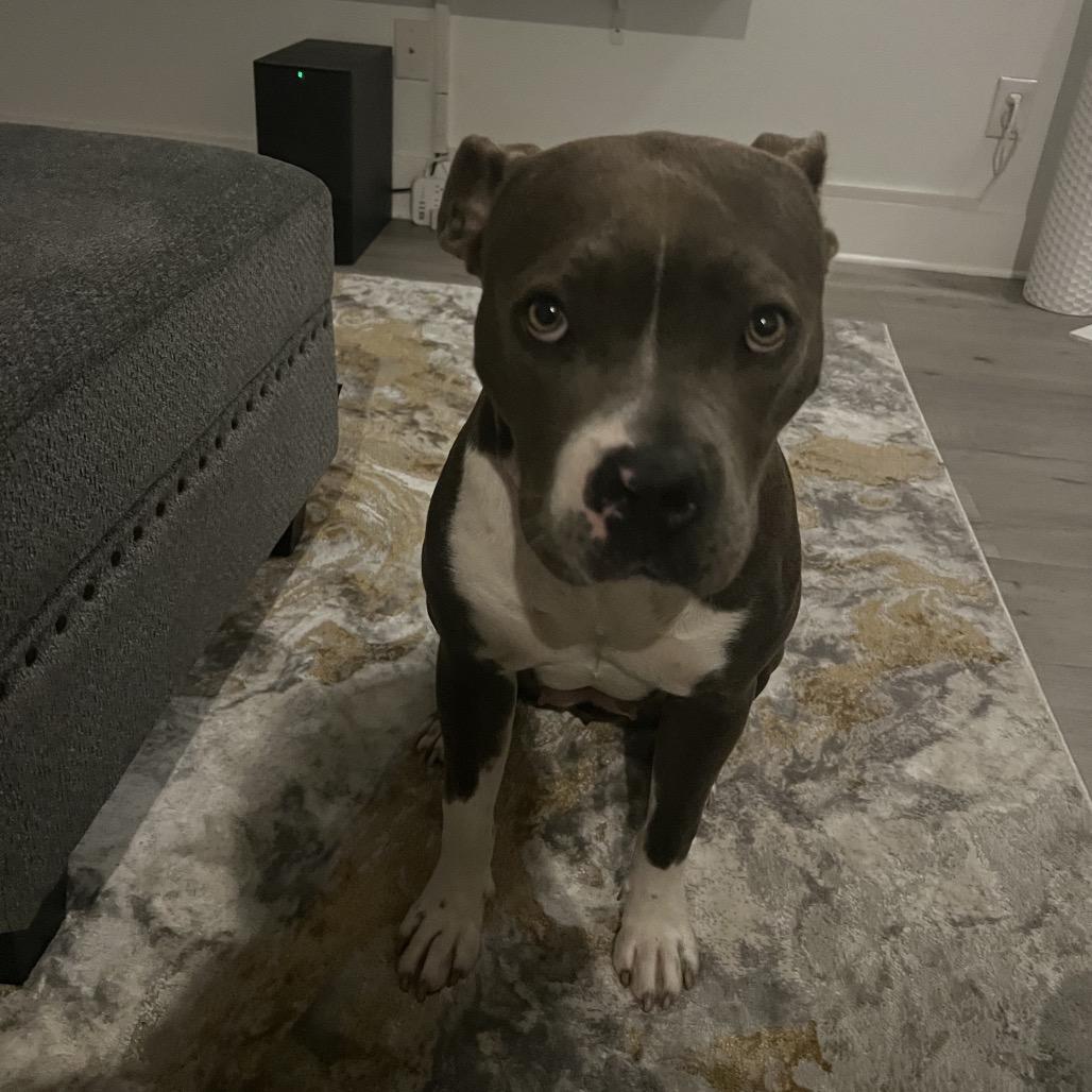 Enlarge Flower @ Foster, a Adoptable Mixed Breed in Summerville, SC image 4/4