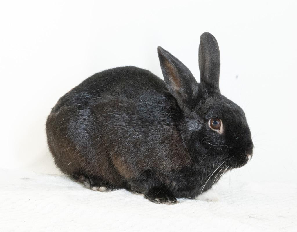 Pascal, Adoptable, Adult Male American.