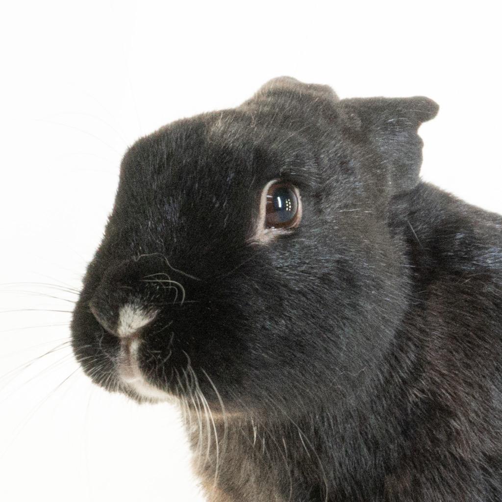 Enlarge Pascal, a Adoptable American in San Francisco, CA image 2/6