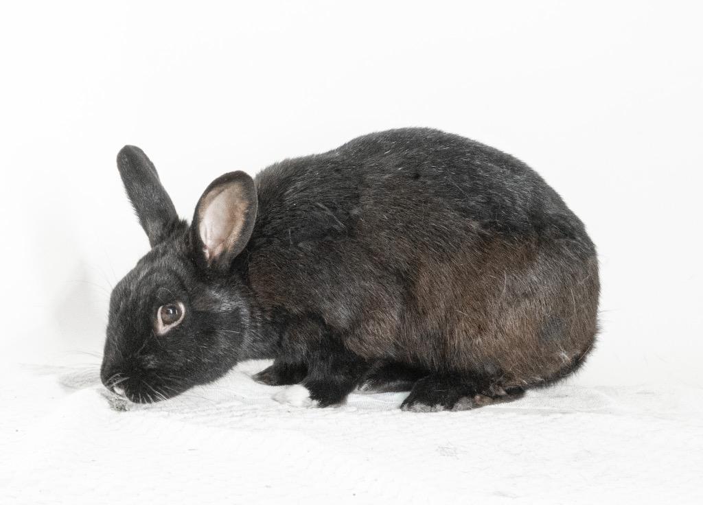 Enlarge Pascal, a Adoptable American in San Francisco, CA image 3/6