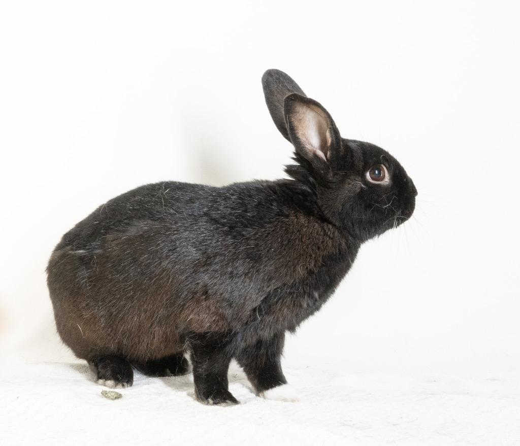 Enlarge Pascal, a Adoptable American in San Francisco, CA image 4/6