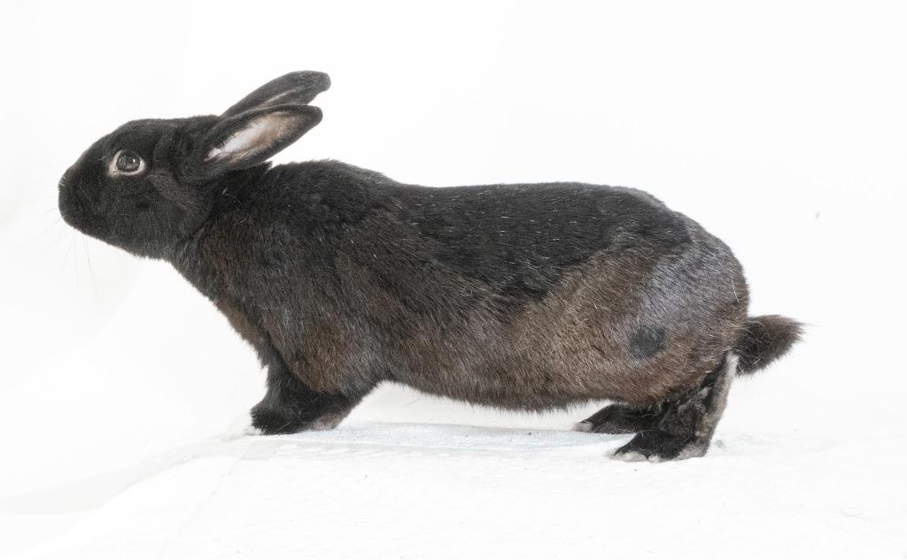 Enlarge Pascal, a Adoptable American in San Francisco, CA image 5/6