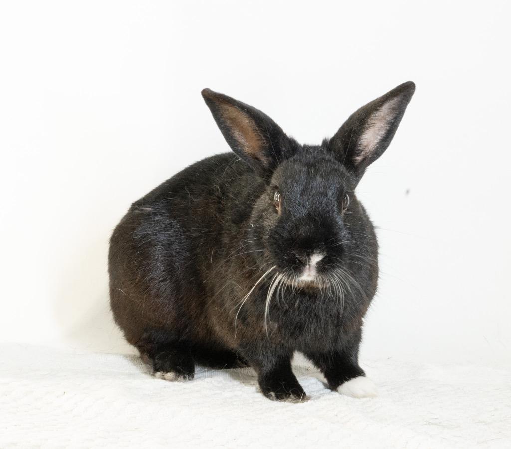 Enlarge Pascal, a Adoptable American in San Francisco, CA image 6/6
