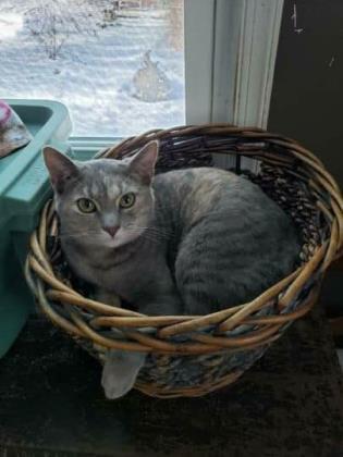 Sunshine, Adoptable, Young Female Domestic Short Hair & Domestic Short Hair.
