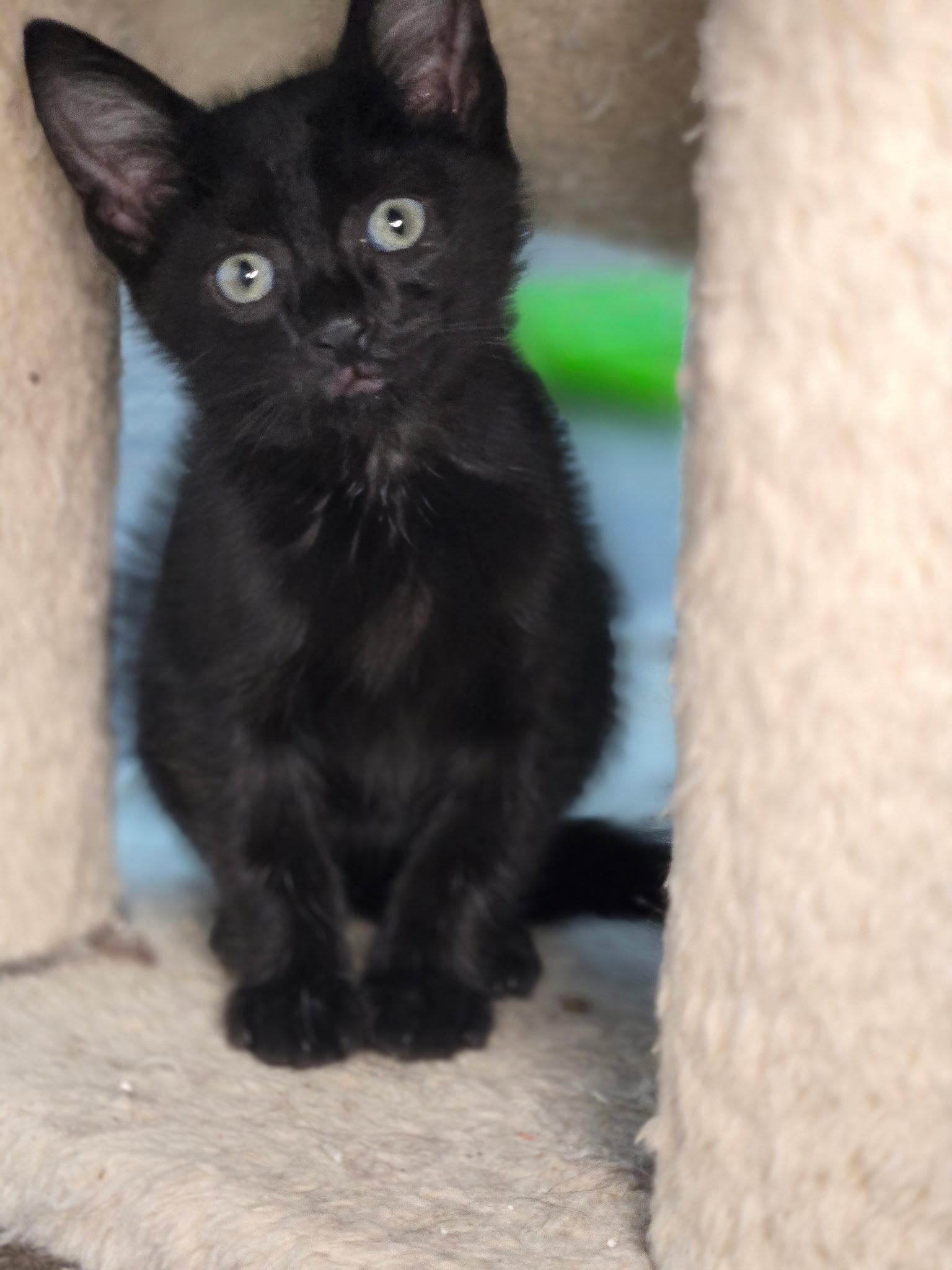 Evander, Adoptable, Young Male Domestic Short Hair.
