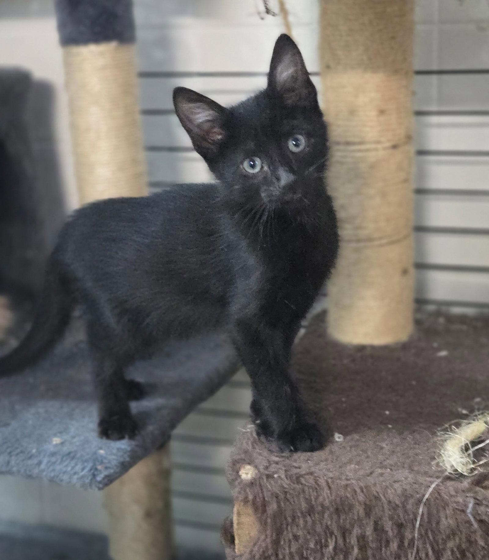 Enlarge Evander, a Adoptable Domestic Short Hair in Chatsworth, GA image 2/2