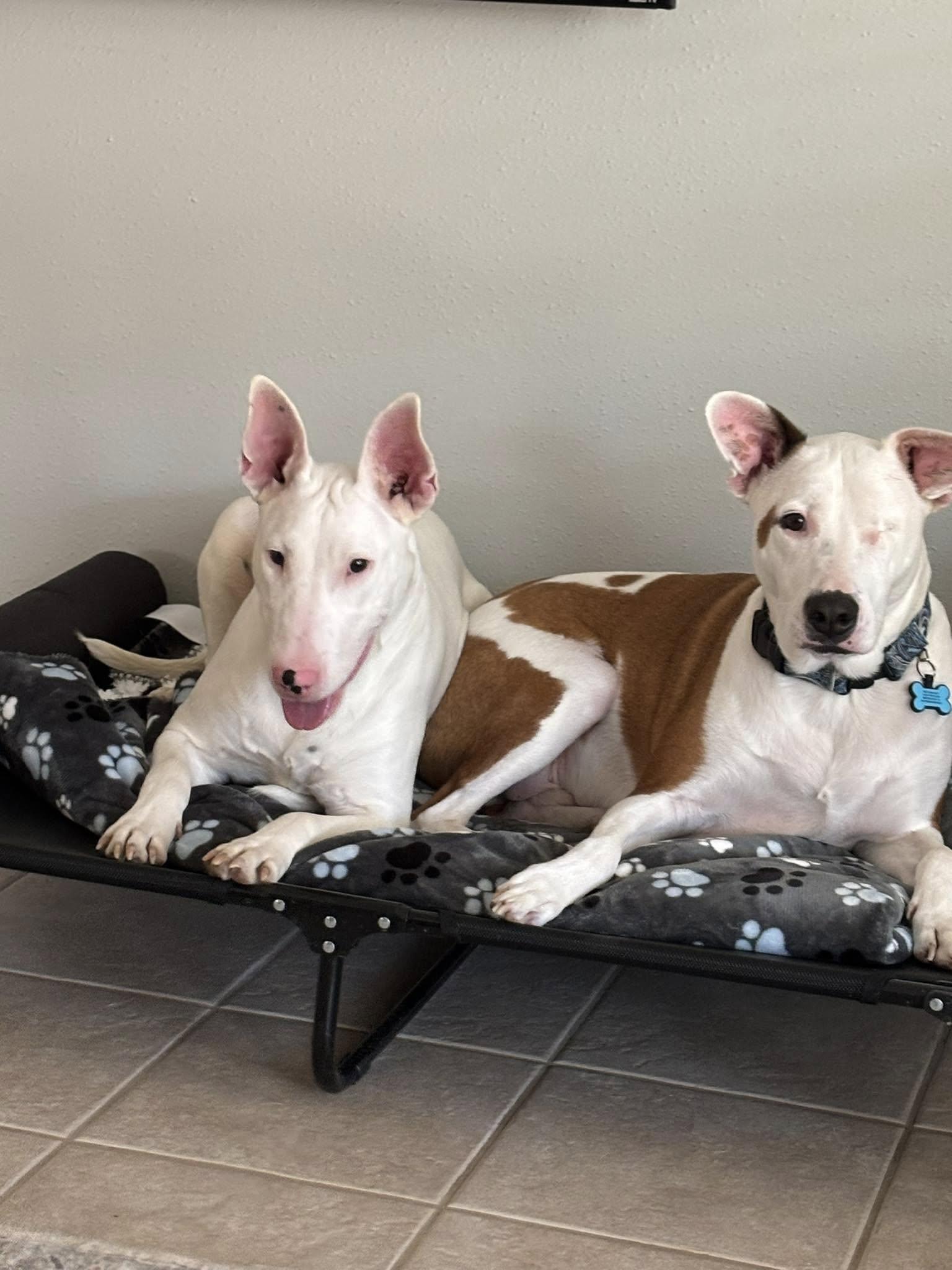 Barnabas, Adoptable, Young Male Bull Terrier.