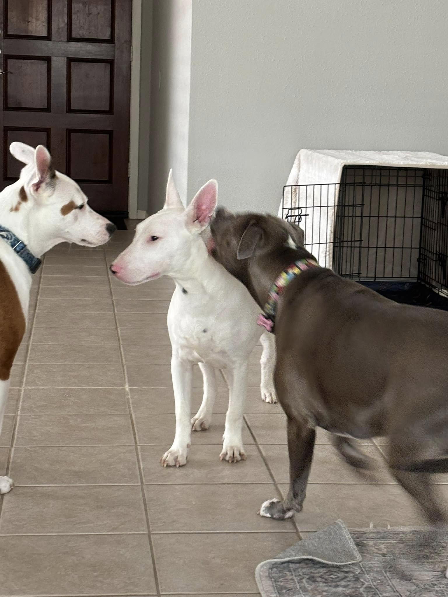 Barnabas, a Adoptable Bull Terrier in Houston, TX image 2/3