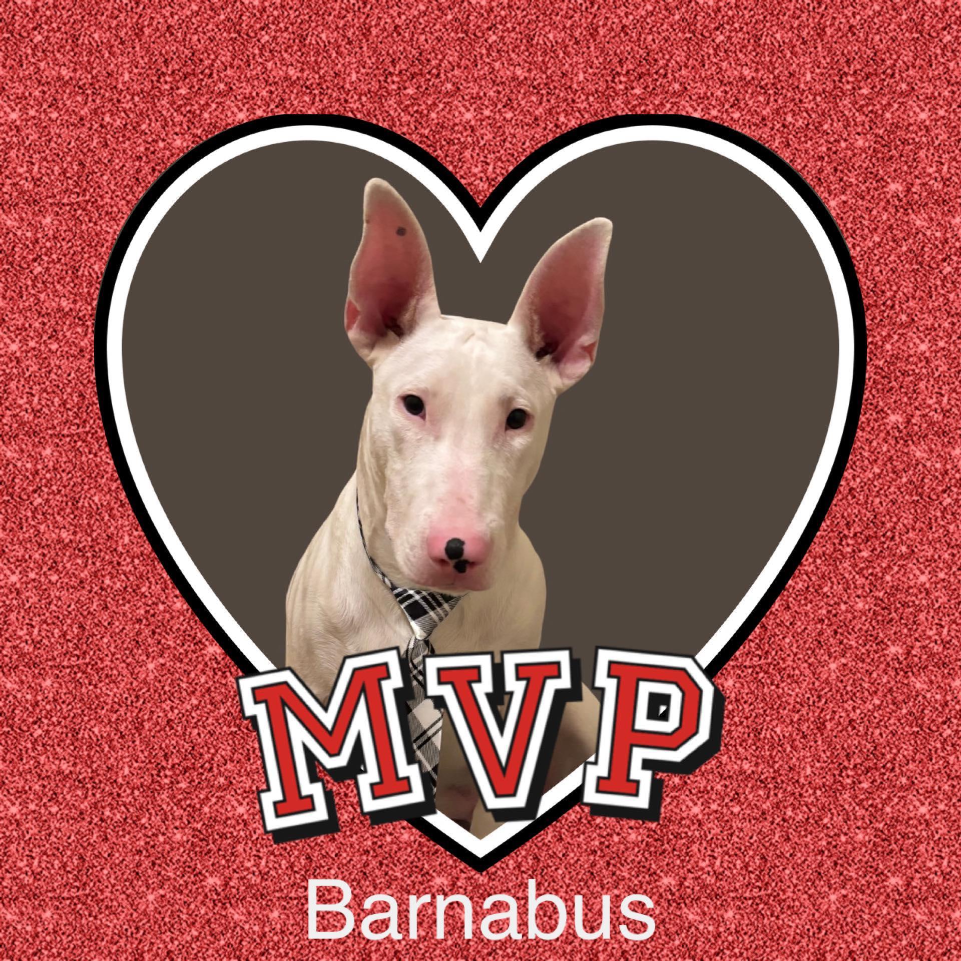 Barnabas, a Adoptable Bull Terrier in Houston, TX image 3/3