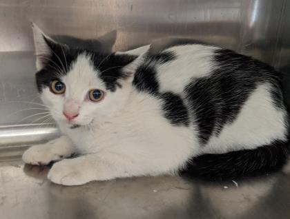 Enlarge Tessa, a Adoptable Domestic Short Hair in Reidsville, NC image 1/1