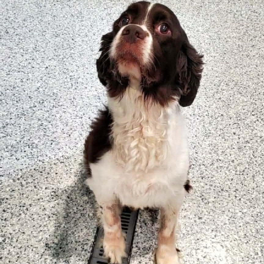 Enlarge Hoss, an adopted English Springer Spaniel in Hutchinson, MN image 2/3