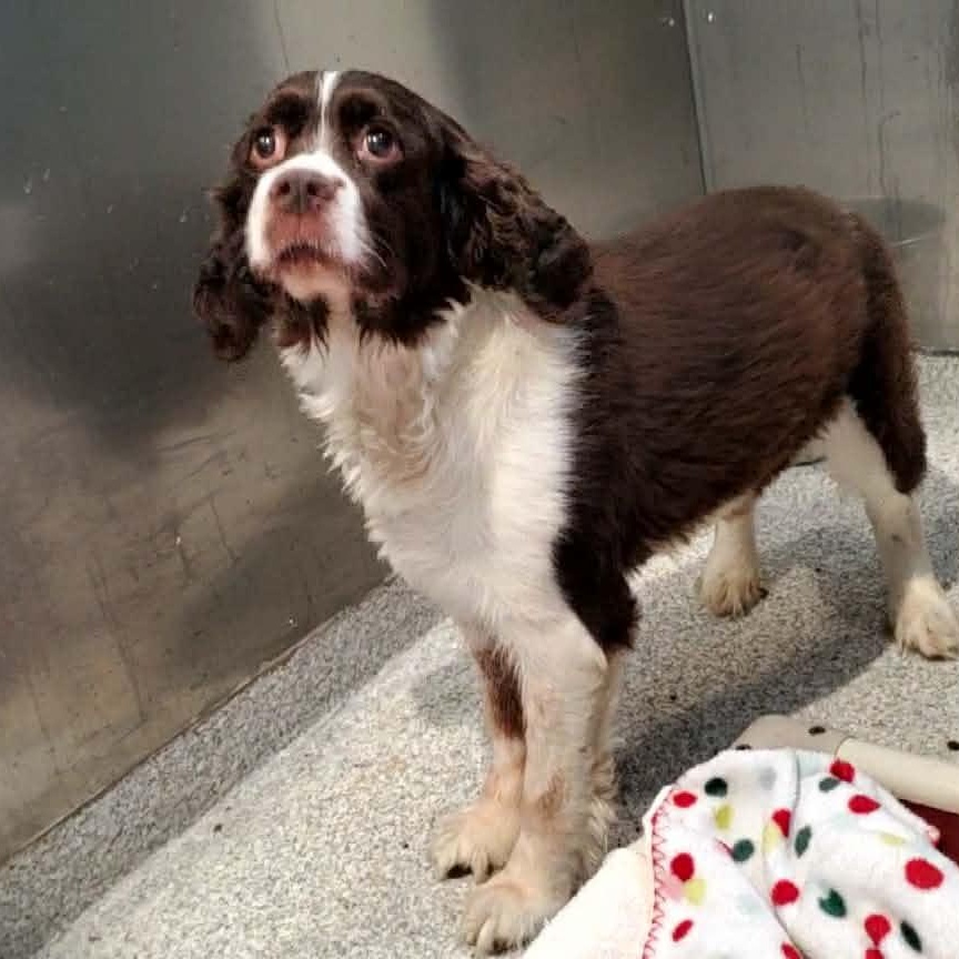 Hoss, adopted, Senior Male English Springer Spaniel.