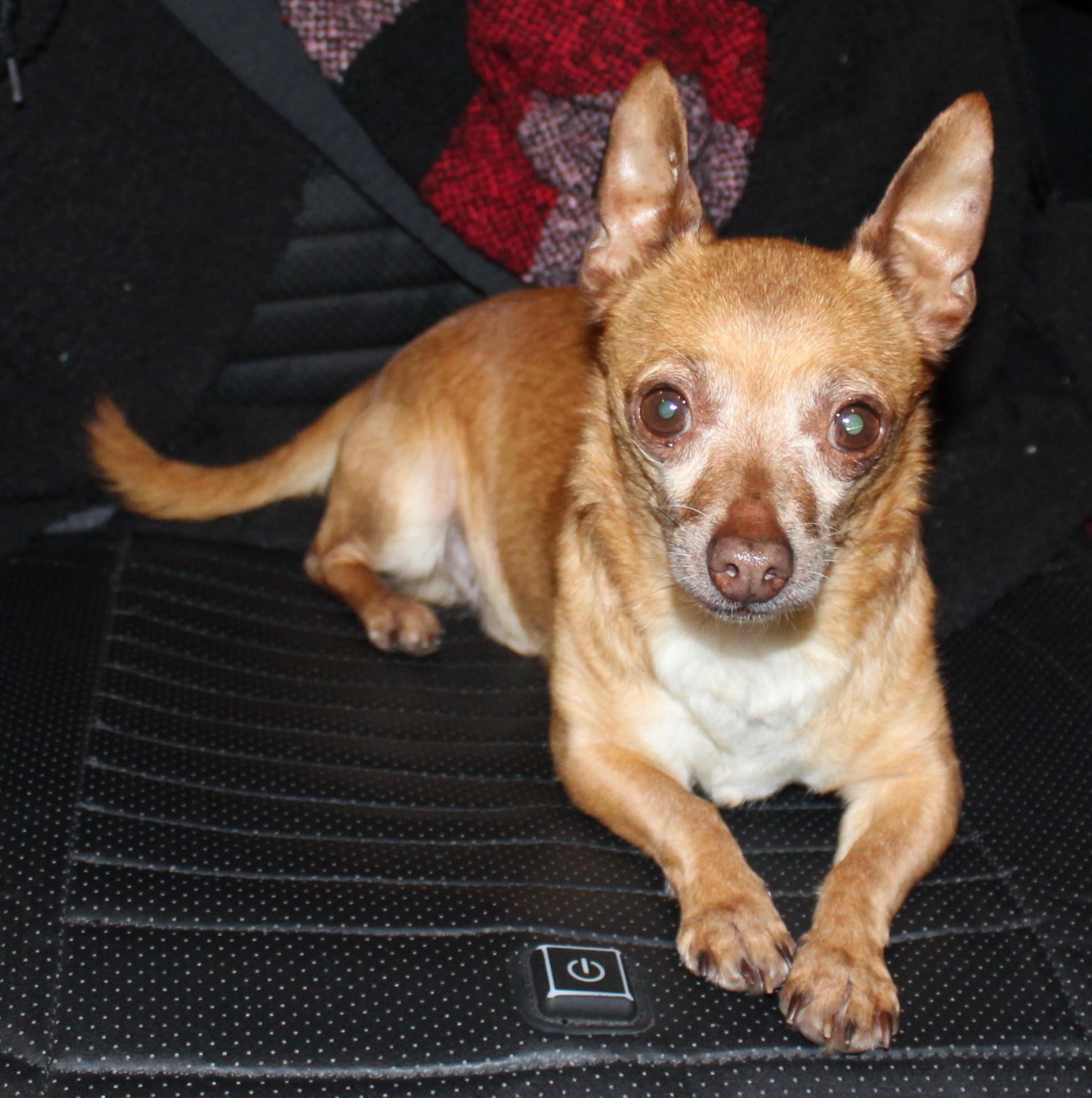 Choco, adopted, Adult Male Chihuahua.
