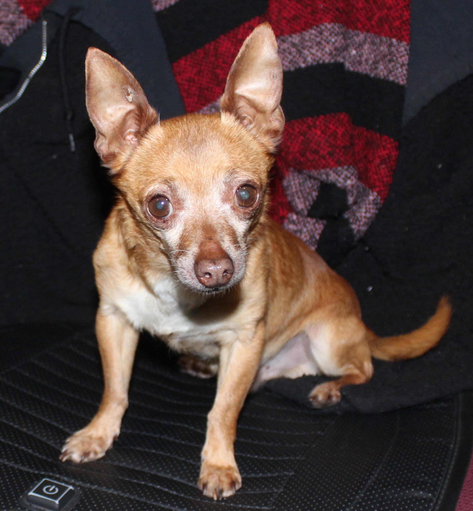 Enlarge Choco, an adopted Chihuahua in Huron, SD image 4/4