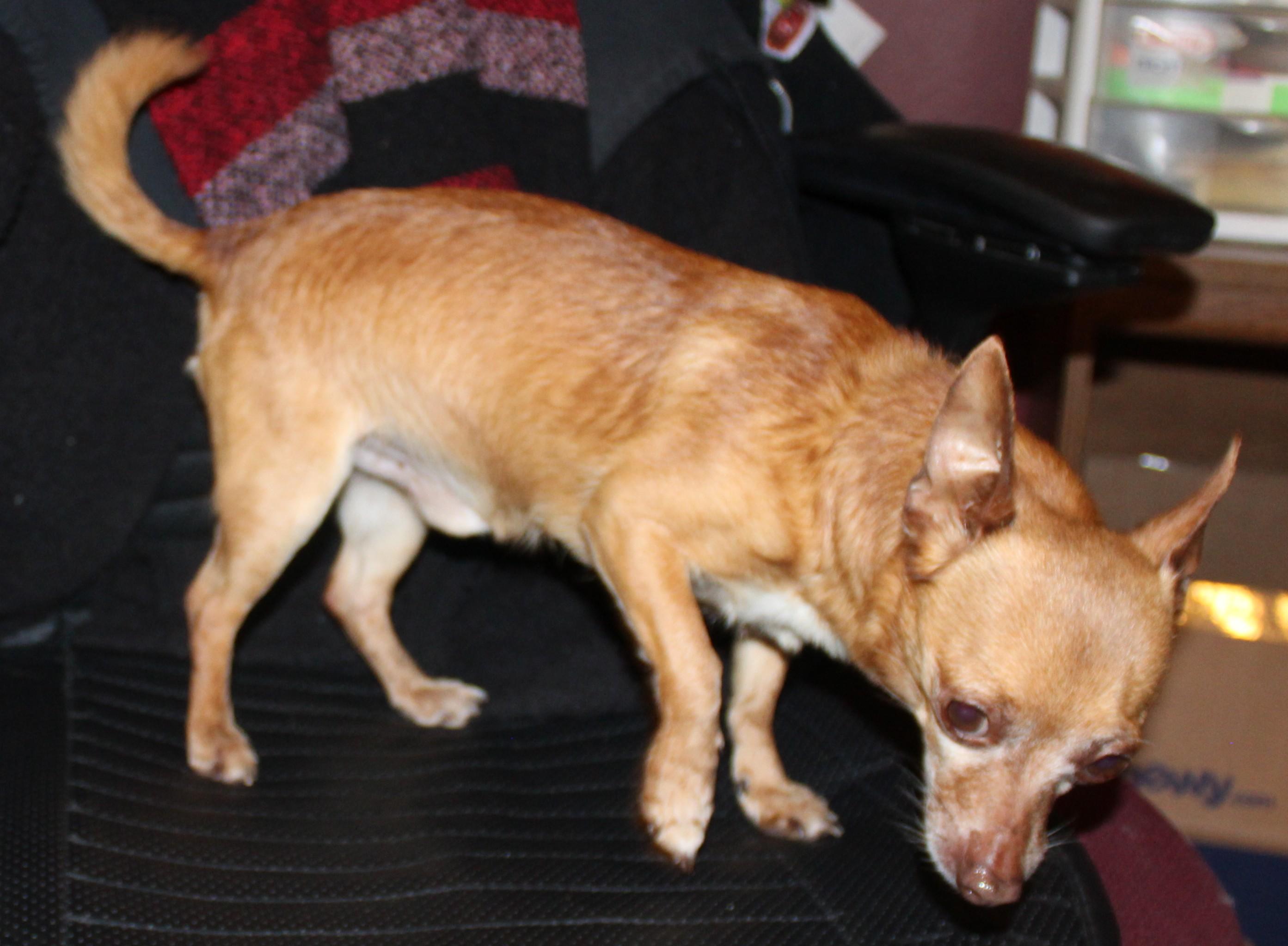 Enlarge Choco, an adopted Chihuahua in Huron, SD image 3/4